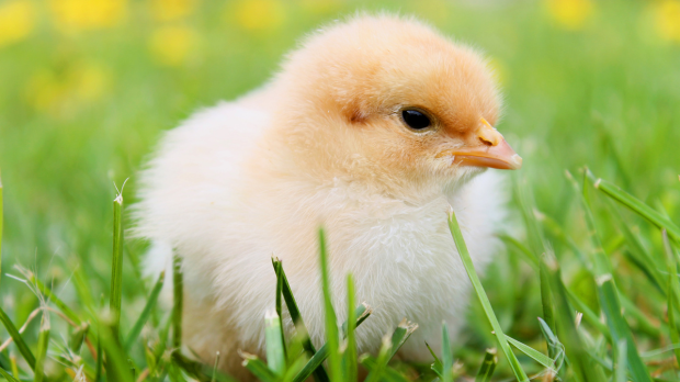 The Effect of 2.4 GHz Frequency EMR on Chick Embryos and SH-SY5Y Cells