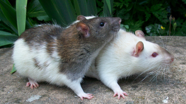 The Effect of 5G Radiation on Female Rat Reproductive Health