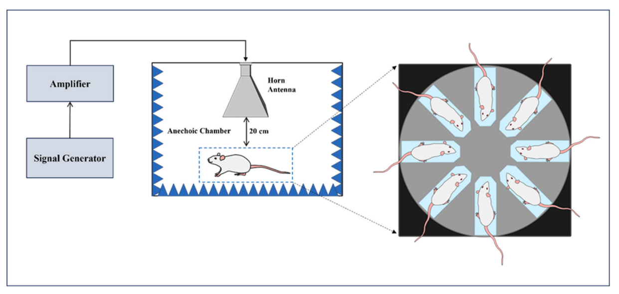 experimental setup used to radiate the Wistar rats